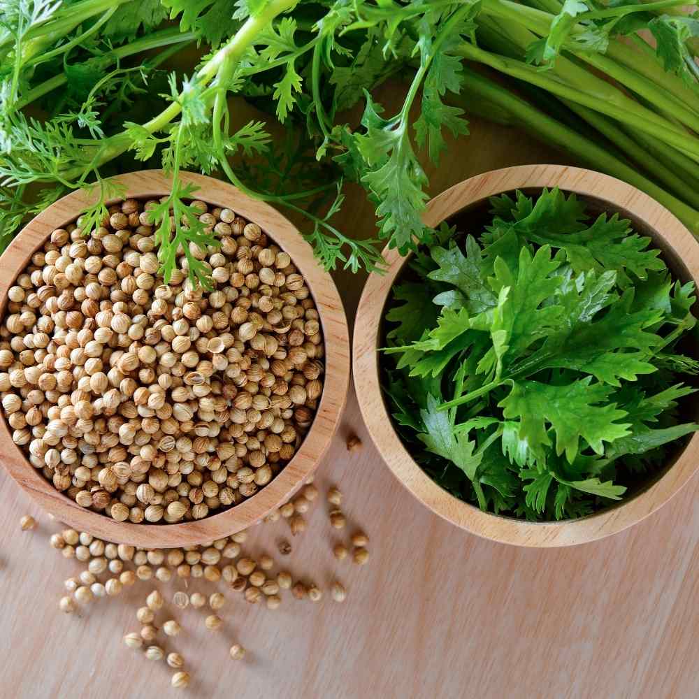 Coriander seeds exporter in India